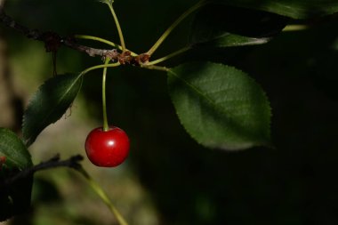 Genel kiraz (Prunus cerasus L.)