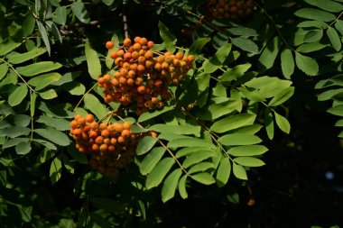Yaygın dağ külleri (Sorbus aucuparia)          