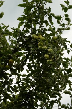 Olgun elmalar ağaçta 