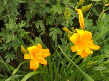 Lily (Lilium, Ukraynalı halk ismi Lily)          