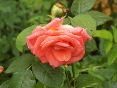 Kırmızı gül (Latin Rosa L.)