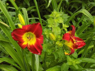 Lily (Lilium, Ukraynalı halk ismi Lily)           