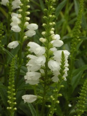 Physostegia (Physostegia), St. Nettle familyasından çiçek açan bir bitki cinsidir.)          