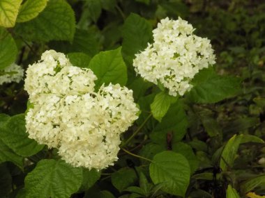 Hydrangea (Hydrangea) is a genus of flowering plants of the Hydrangea family