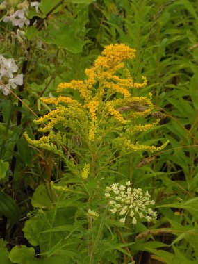 Golden Cowl Canadian (Latin Solidgo canadnsis), bloom, family astropeus, flowers, general view, genus goldenrod, green, leaves, or composite, taç yaprakları, plant, weed, wild, yellow          