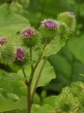 Burdock (