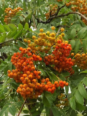 Yaygın dağ külleri (Sorbus aucuparia)           