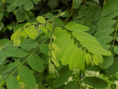 Acacia (Acacia), baklagiller familyasından bir bitki cinsidir.