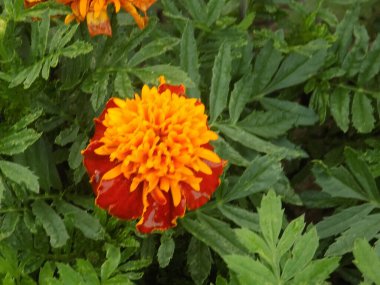 Kadife çiçekleri (