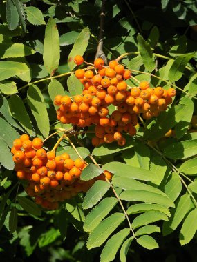 Yaygın dağ külleri (Sorbus aucuparia) 