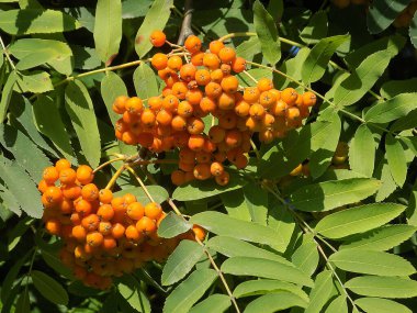 Yaygın dağ külleri (Sorbus aucuparia) 