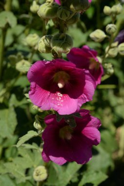  Malva, veya mallow (lat. Mlva)