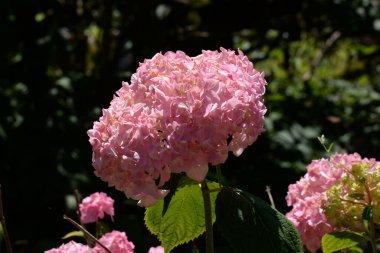Hydrangea (Hydrangea) is a genus of flowering plants of the Hydrangea family
