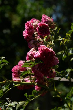  Kırmızı gül (Latin Rosa L.)