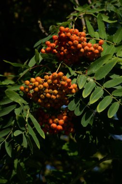 Common mountain ash (Sorbus aucuparia) 