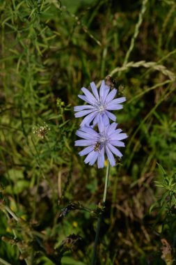 Centaurea, Saster familyasından bir bitki cinsidir.