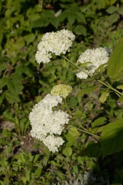 Hydrangea (Hydrangea) is a genus of flowering plants of the Hydrangea family