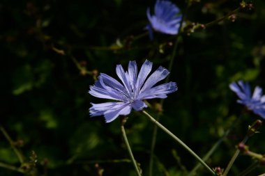 Centaurea, Saster familyasından bir bitki cinsidir.
