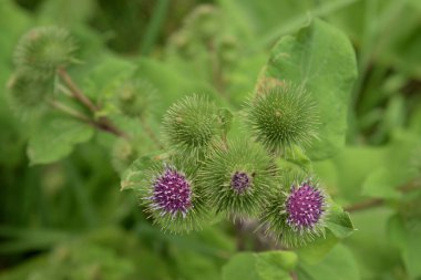 Burdock (