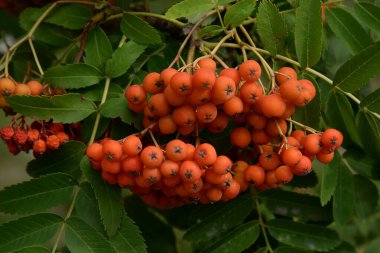 Yaygın dağ külleri (Sorbus aucuparia) 