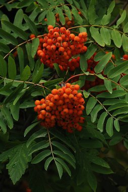 Yaygın dağ külleri (Sorbus aucuparia) 
