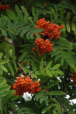 Yaygın dağ külleri (Sorbus aucuparia) 