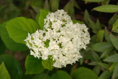 Hydrangea (Hydrangea) is a genus of flowering plants of the Hydrangea family