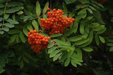 Yaygın dağ külleri (Sorbus aucuparia) 