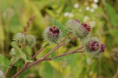 Burdock (