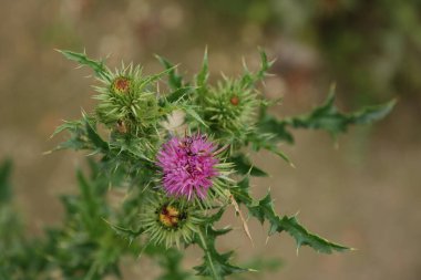 Burdock (