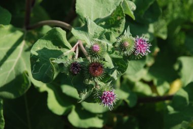 Burdock (