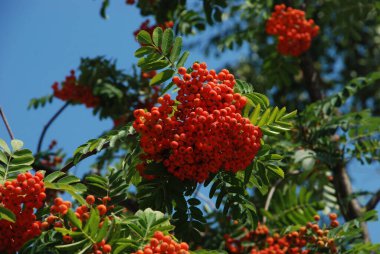 Yaygın dağ külleri (Sorbus aucuparia) 