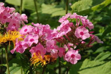 Phlox (lat. Phlox, Polemoniaceae familyasından güzel çiçekli bir bitki cinsidir..