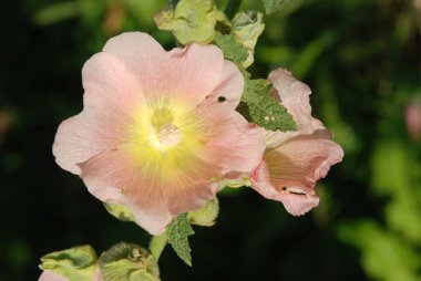 Malva, veya mallow (lat. Mlva)