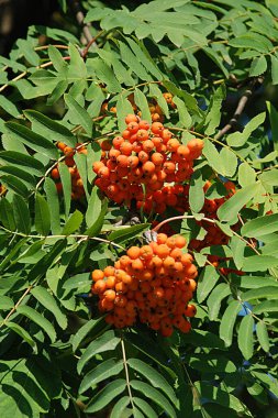 Yaygın dağ külleri (Sorbus aucuparia) 