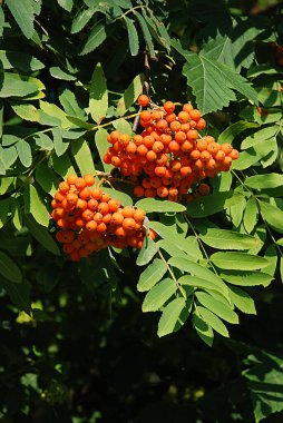 Yaygın dağ külleri (Sorbus aucuparia) 