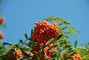 Yaygın dağ külleri (Sorbus aucuparia) 