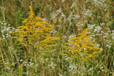 Golden Cowl Canadian (Latin Solidgo canadnsis), bloom, family astropeus, flowers, general view, genus goldenrod, green, leaves, or composite, taç yaprakları, plant, weed, wild, yellow