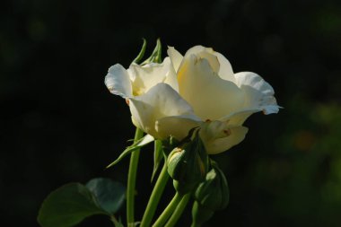 Beyaz gül (Latin Rosa L.)