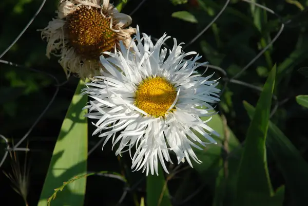 stock image Chamomile or chamomile is a genus of annual, highly branched plants 