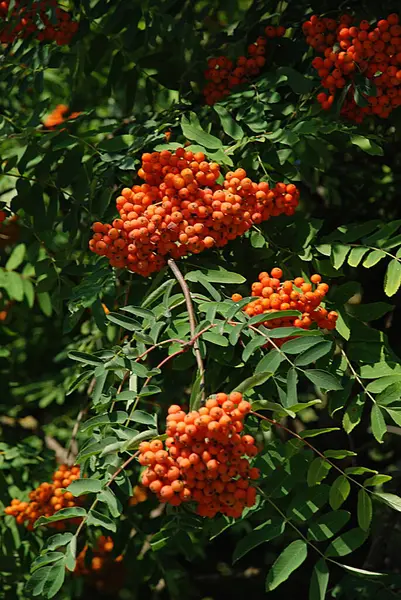 Yaygın dağ külleri (Sorbus aucuparia) 