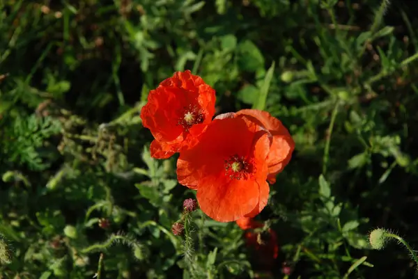 stock image Oriental poppy (Papaver orientale)  