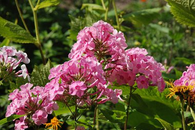 Phlox (lat. Phlox, Polemoniaceae familyasından güzel çiçekli bir bitki cinsidir..