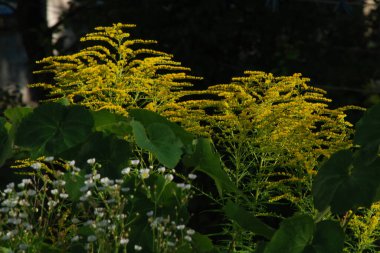 Golden Cowl Canadian (Latin Solidgo canadnsis), bloom, family astropeus, flowers, general view, genus goldenrod, green, leaves, or composite, taç yaprakları, plant, weed, wild, yellow
