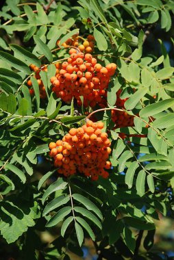 Yaygın dağ külleri (Sorbus aucuparia) 