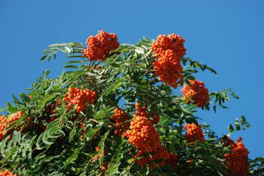 Yaygın dağ külleri (Sorbus aucuparia) 