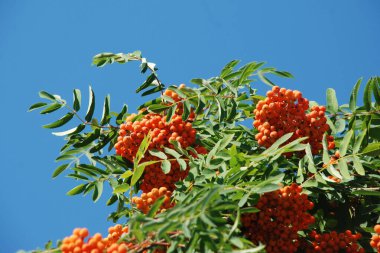 Yaygın dağ külleri (Sorbus aucuparia) 