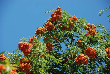 Yaygın dağ külleri (Sorbus aucuparia) 