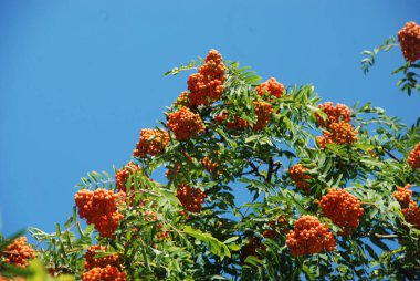 Yaygın dağ külleri (Sorbus aucuparia) 