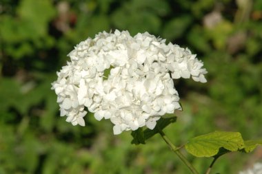 Hydrangea (Hydrangea) is a genus of flowering plants of the Hydrangea family